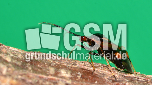 Rote Weichwanze_3.jpg